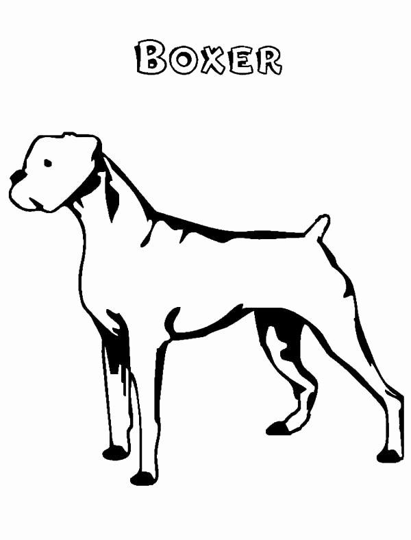 boxer dog face sketch templates