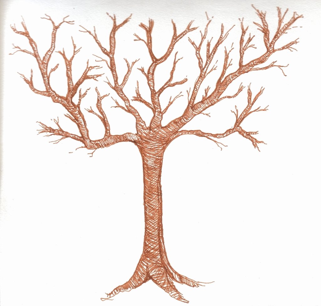 tree drawing without leaves