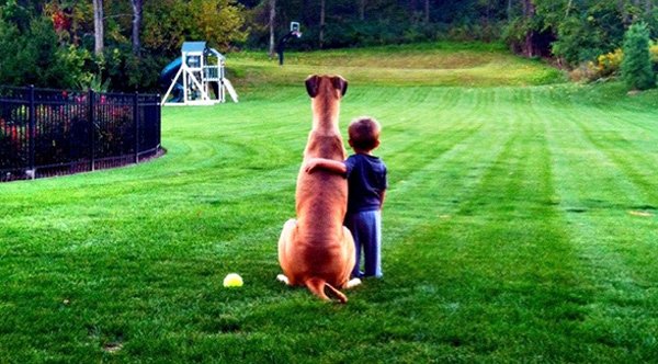 An Open Letter To Dogs The Unsung Role Models Children Learn So Much From